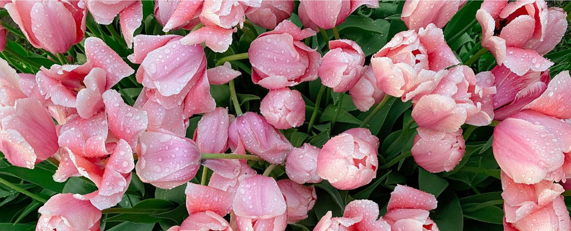 Tulips