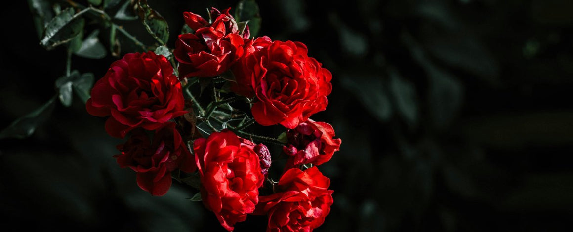 Roses