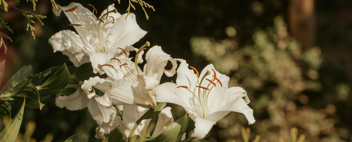 Peruvian Lilies