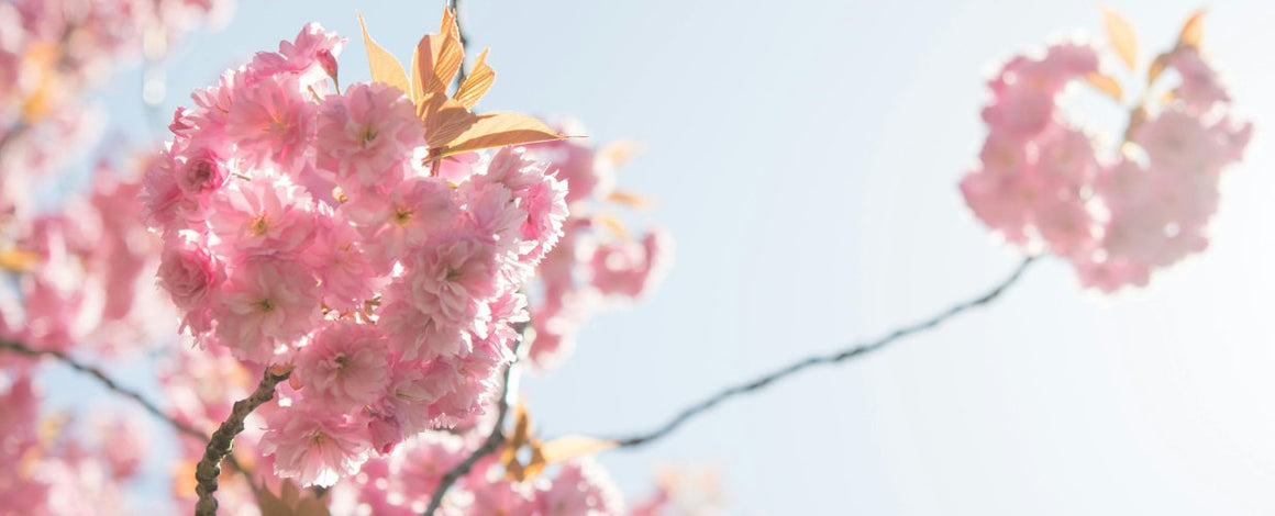 Muted Pastels