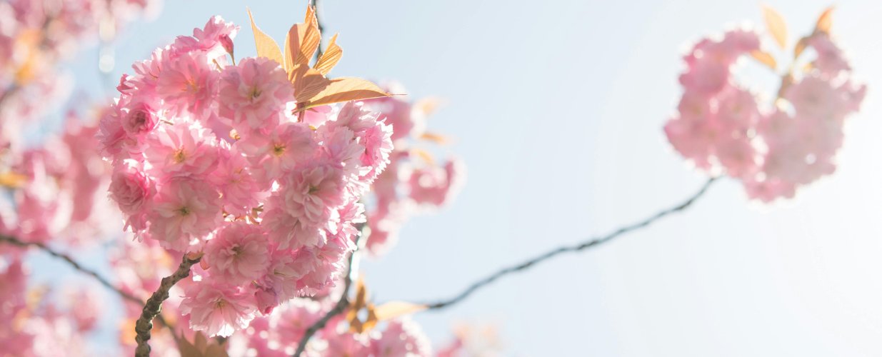 Muted Pastels