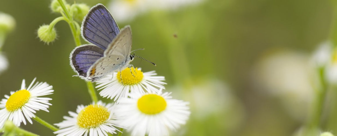 Daisies