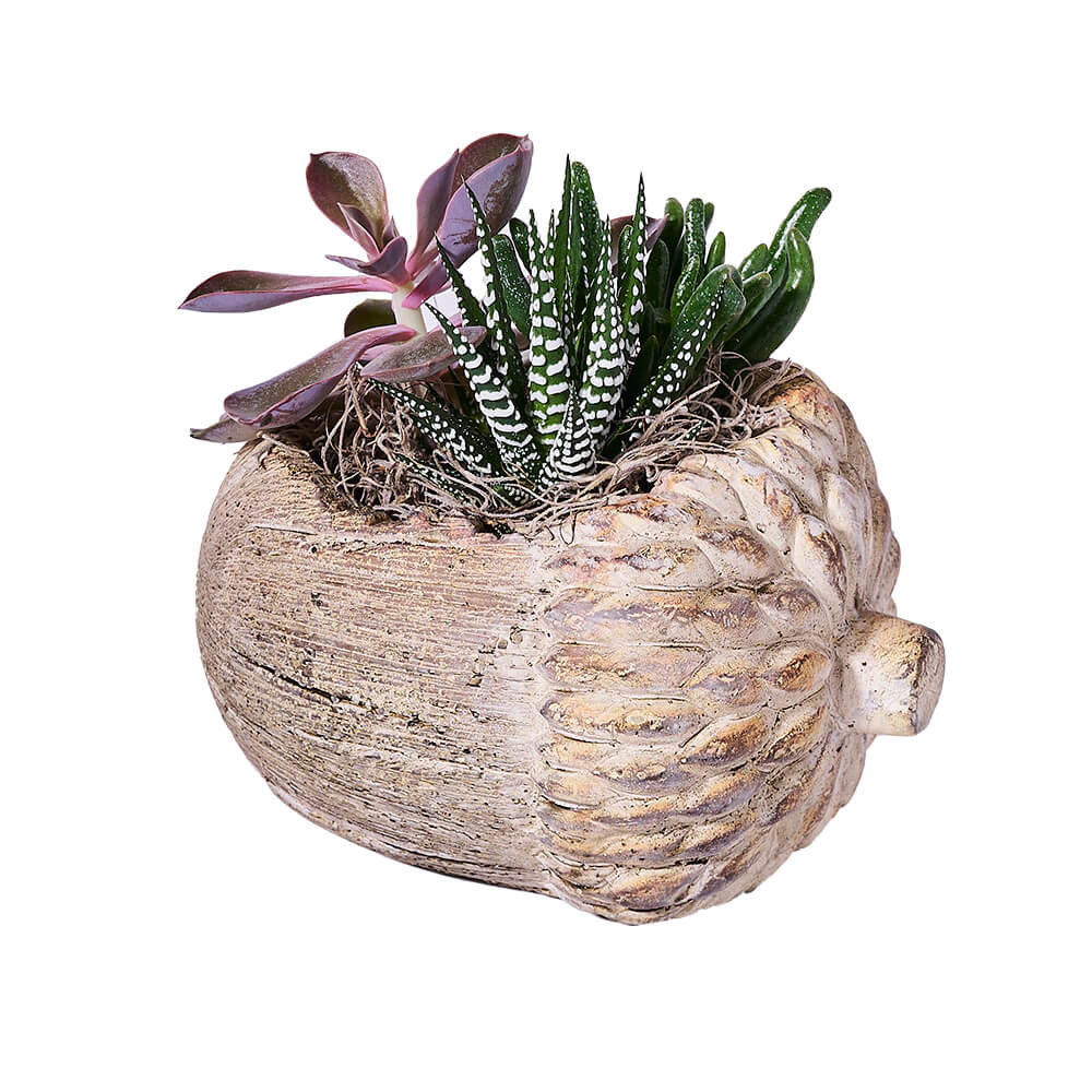 Succulent Plant Arrangement in Acorn Pot – how the gift is presented