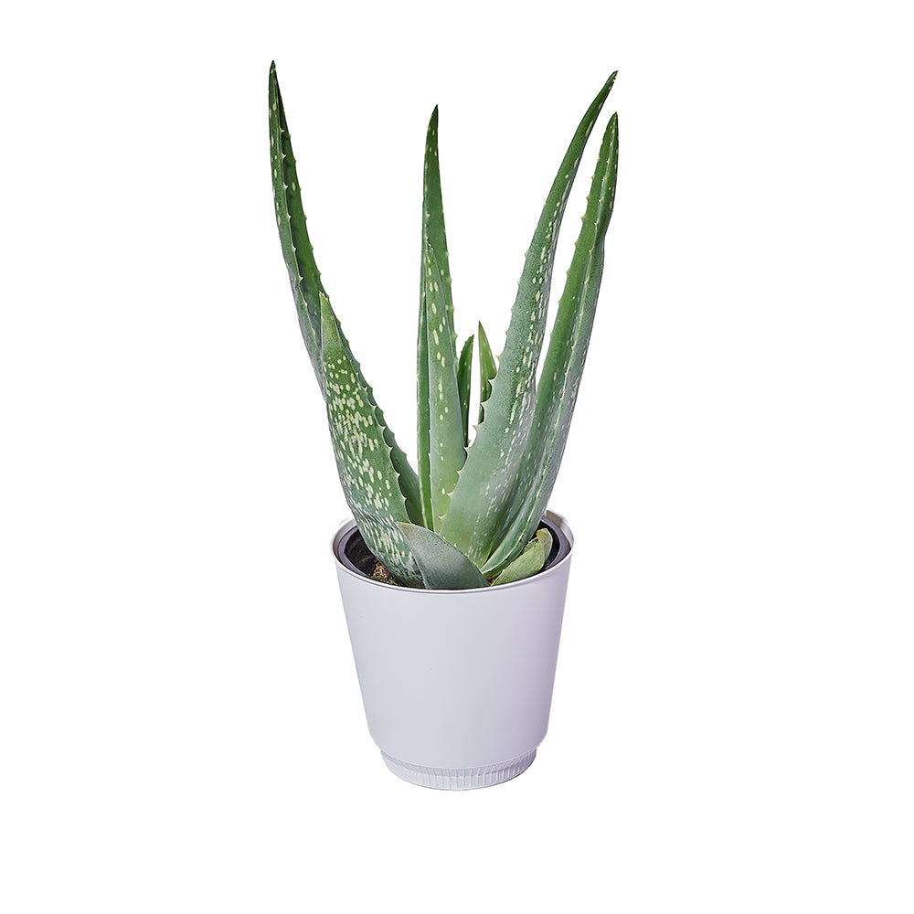 Succulent Aloe Vera Plant Gift – how the gift is presented