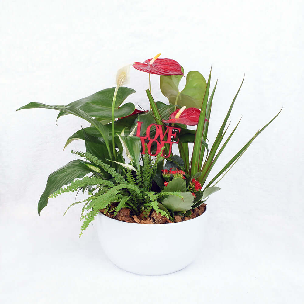Valentine's Anthurium Plant – how the gift is presented