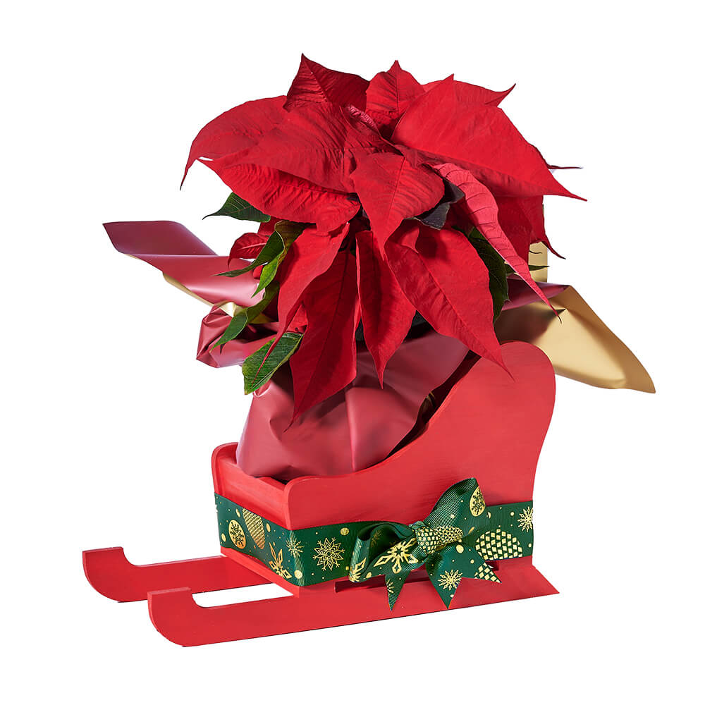 Festive Poinsettia in Sled Basket – how the gift is presented