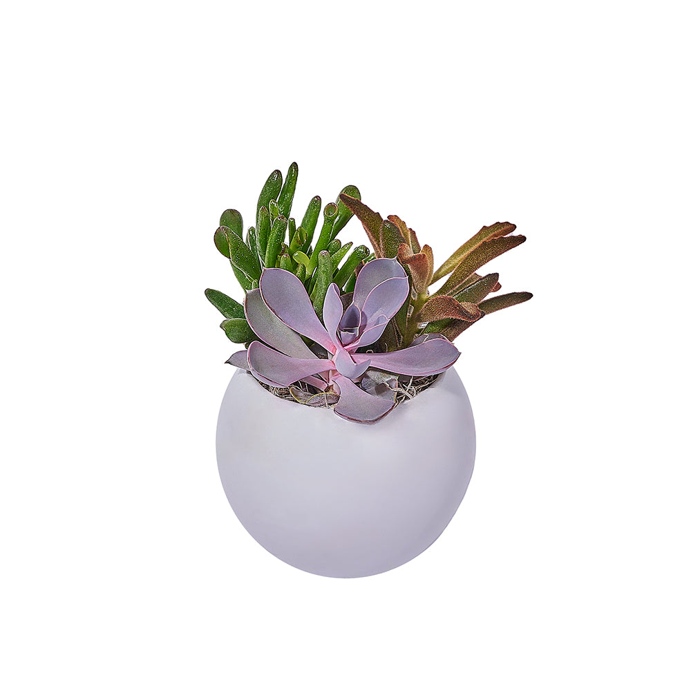 4-Inch Succulent Planter with Rounded Design – how the gift is presented