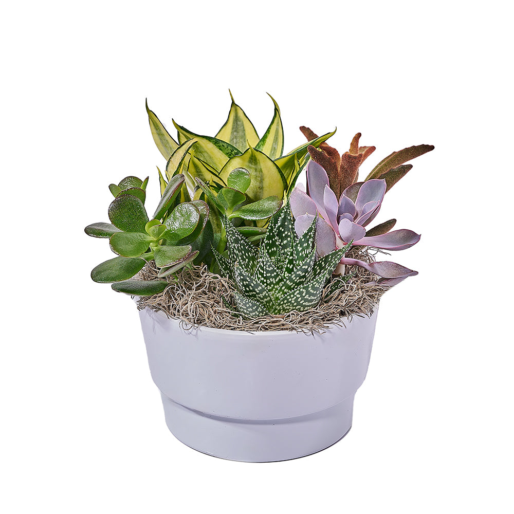 Modern Succulent Planter in White Pot – how the gift is presented
