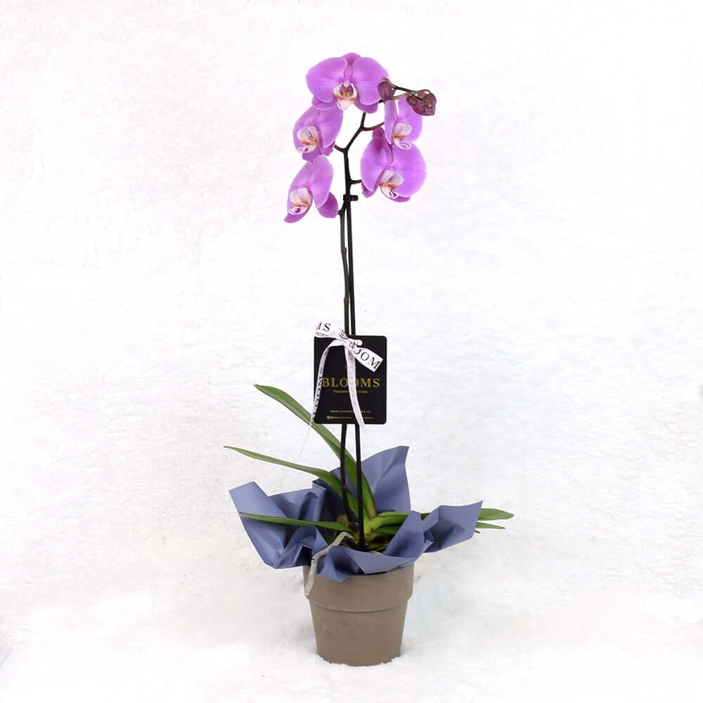 Pink Orchid Plant for Valentine's Day – how the gift is presented