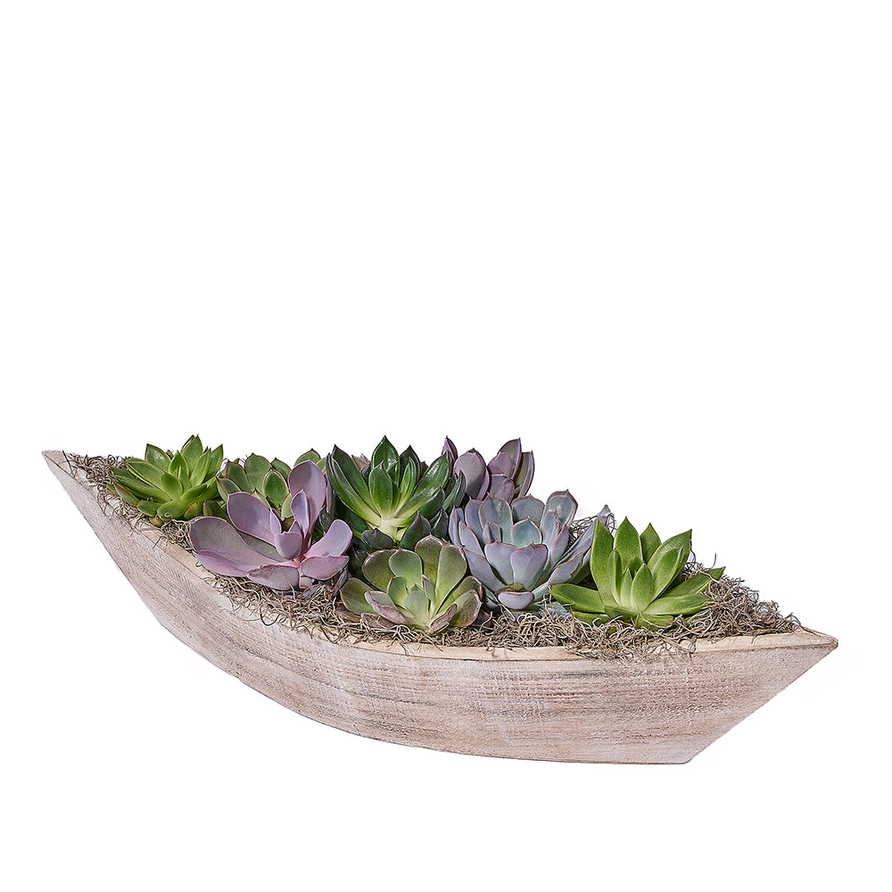 Succulent Plant Boat Planter – how the gift is presented
