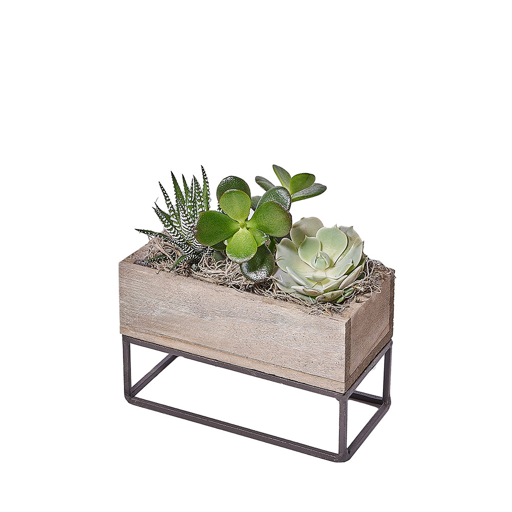 Succulent Garden Planter Box – how the gift is presented