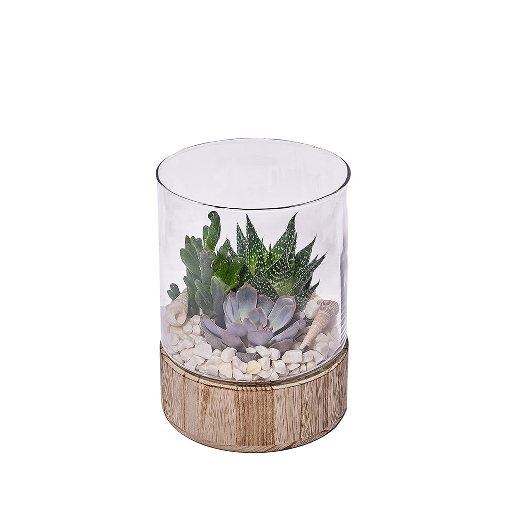 Succulent Garden in Raised Terrarium – how the gift is presented