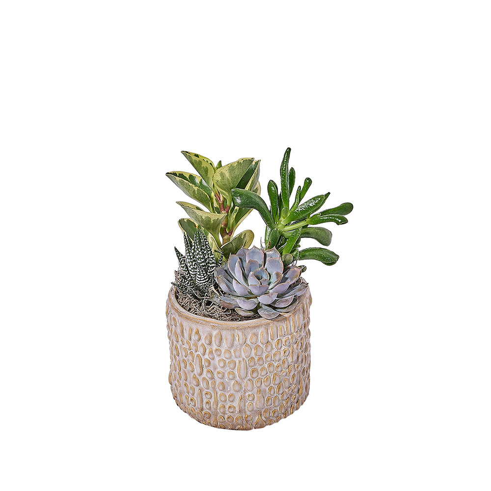 Organic Succulent Plant Arrangement – how the gift is presented