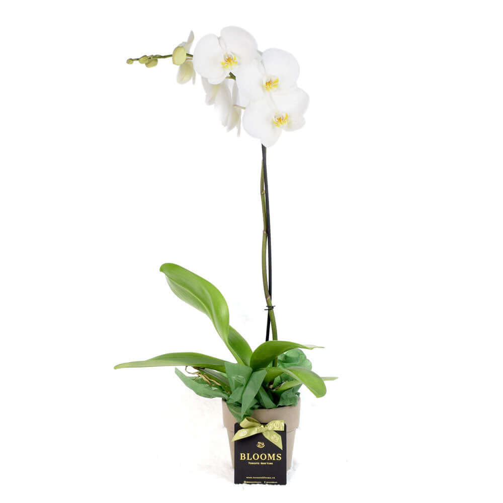 Valentine's Day White Orchid Plant – how the gift is presented