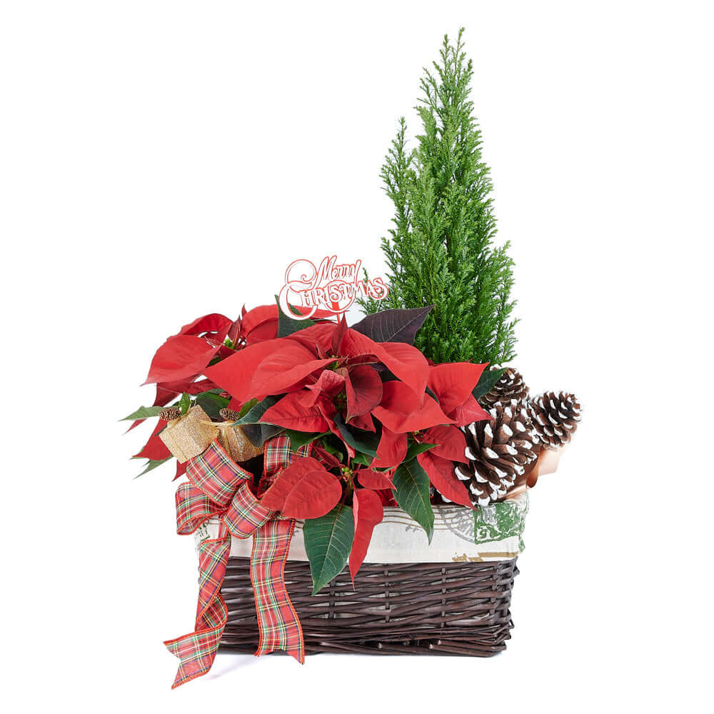 Poinsettia Plant Basket – how the gift is presented