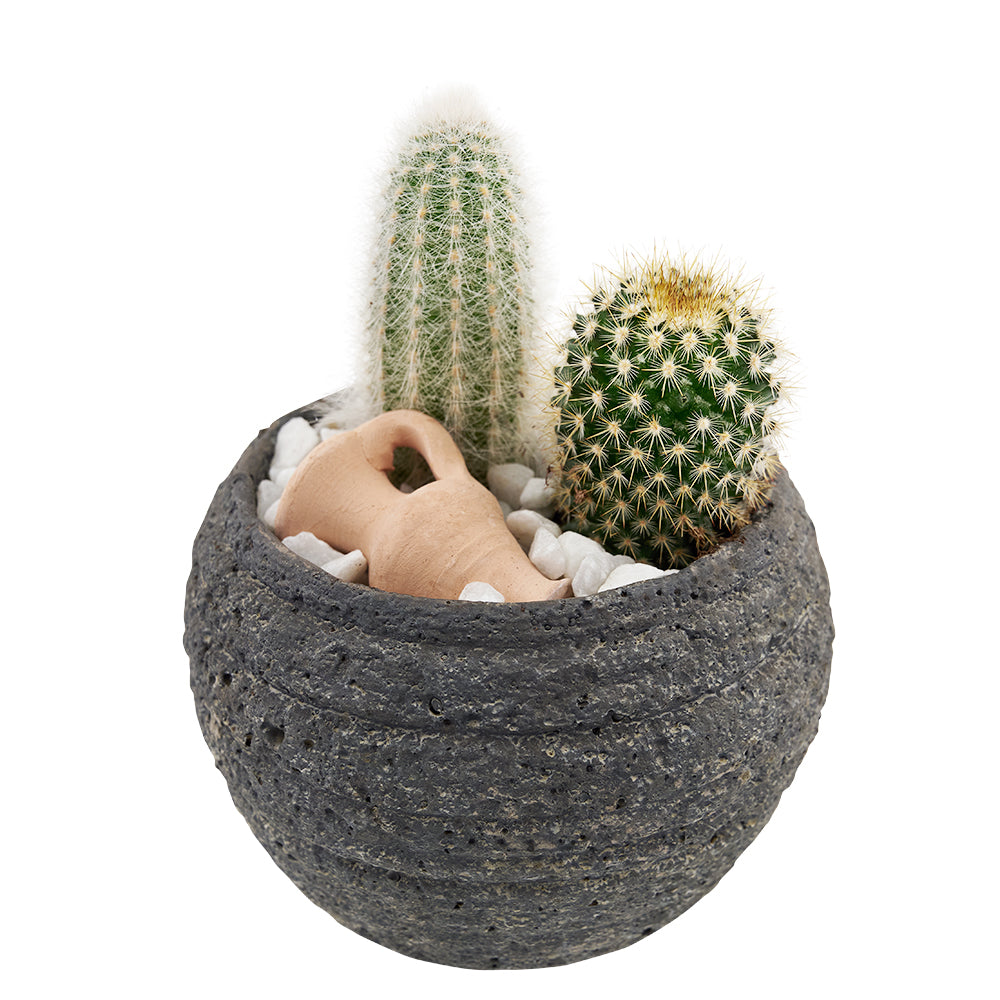 Cactus Pair in Rustic Planter – how the gift is presented