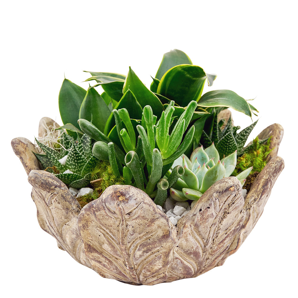 Leaf Motif Planter with Succulent Arrangement – how the gift is presented