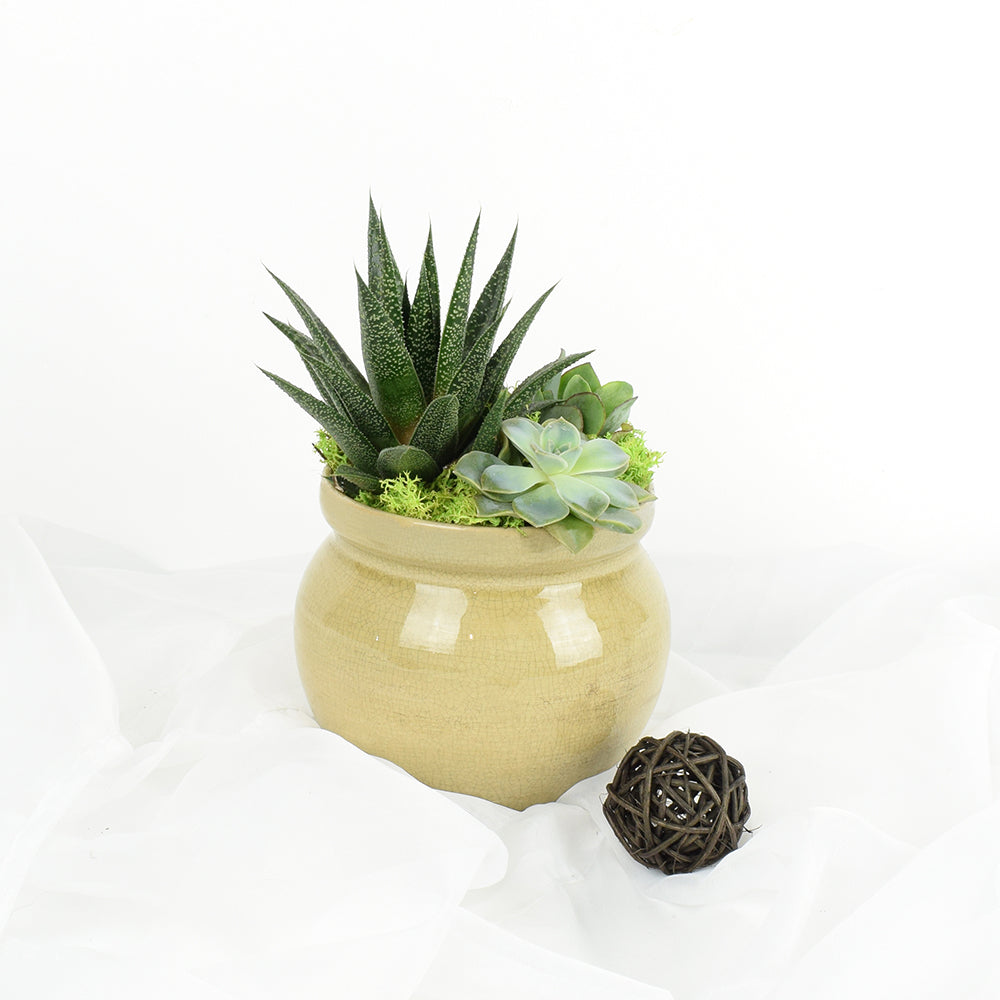 Easy-Care Succulent Potted Plant Arrangement – how the gift is presented