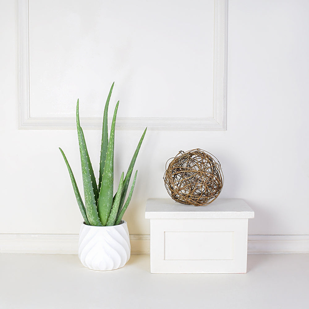 Potted Aloe Vera Plant, Vancouver – how the gift is presented