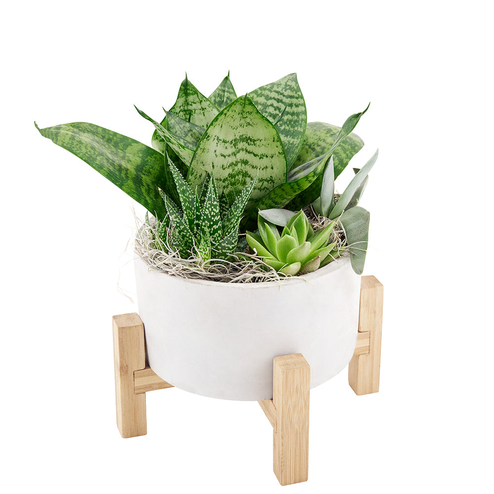 Modern Succulent Arrangement in Stylish Pot – how the gift is presented