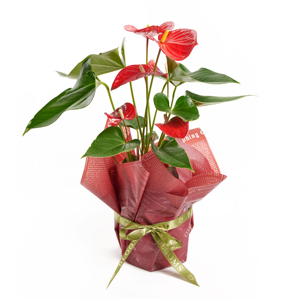 Flamingo Plant and Anthurium Planter – how the gift is presented