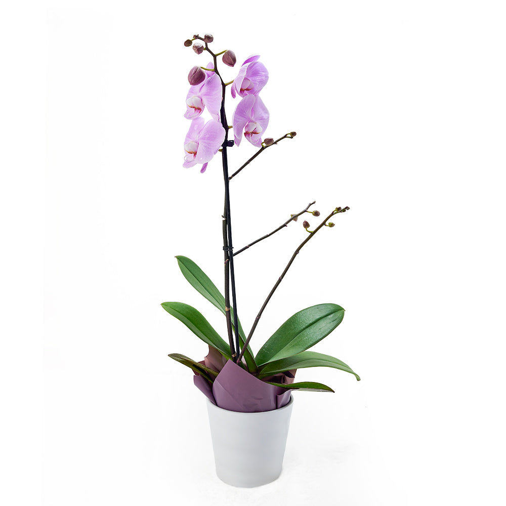 White Planter with Purple Orchid – how the gift is presented