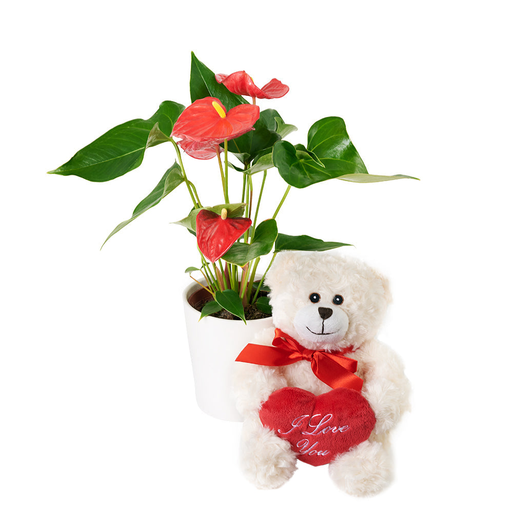 Anthurium Plant with Plush Bear – how the gift is presented
