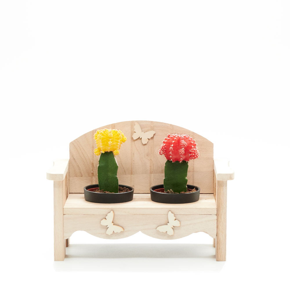 Modern Cactus Plant Bench Arrangement – how the gift is presented