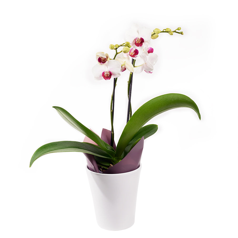 Orchid Plant Duo – how the gift is presented
