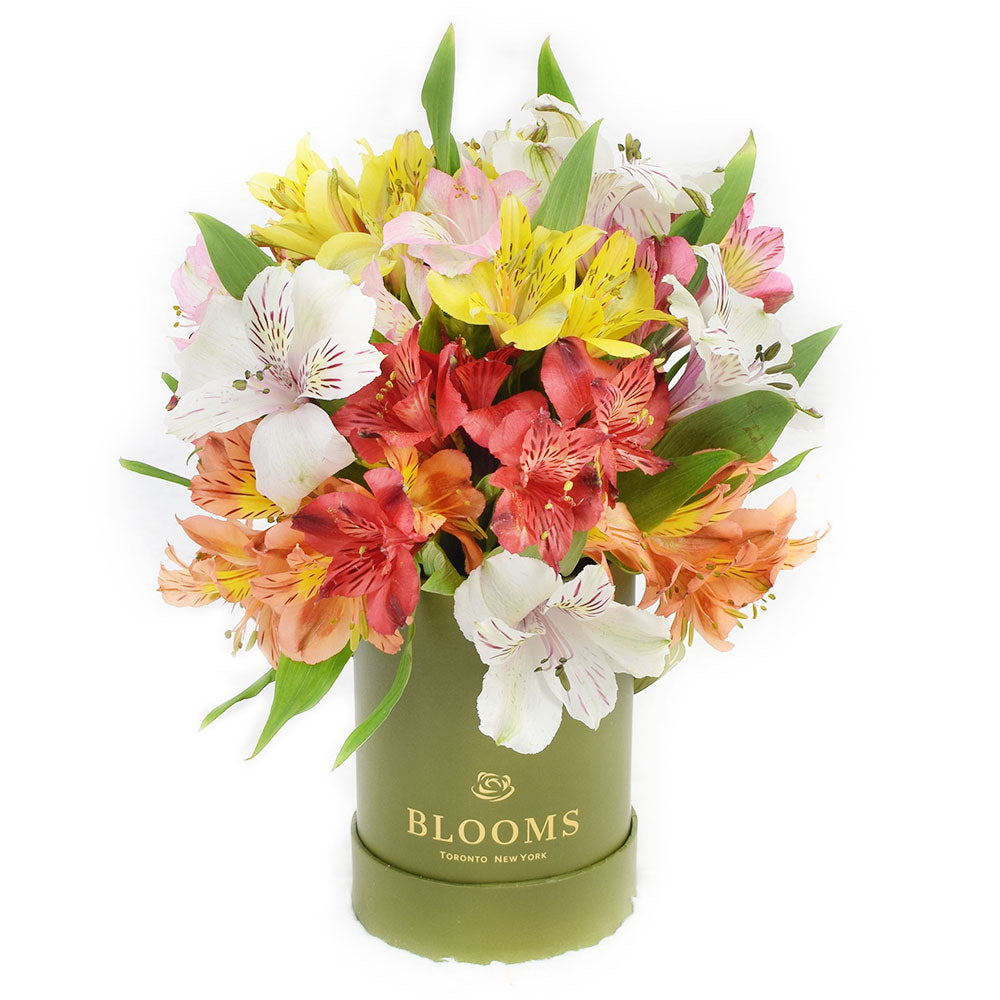 Multi-Colored Alstroemeria Hat Box – how the gift is presented