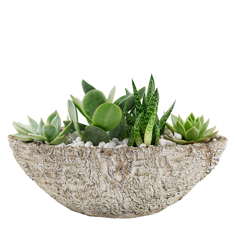 Modern Succulent Garden Planter – how the gift is presented