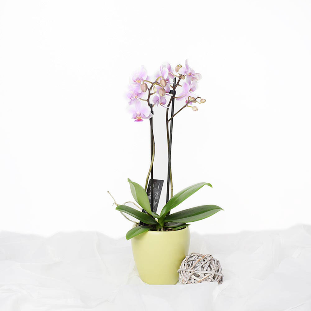 Orchid Vase Arrangement – how the gift is presented