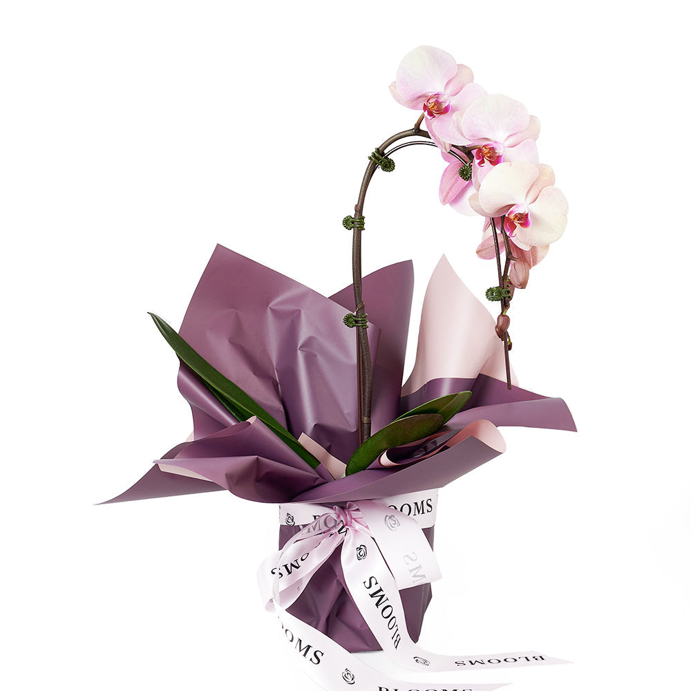 Phalaenopsis Orchid Planter with Ribbon – how the gift is presented