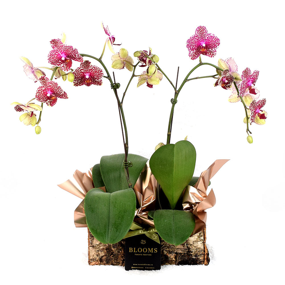 Ceramic Planter with Pink Orchid – how the gift is presented