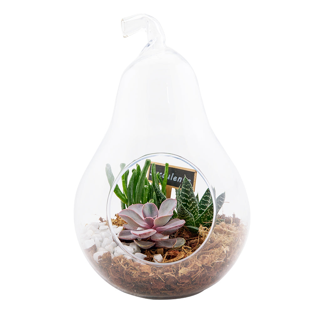 Succulent Terrarium in Pear Glass – how the gift is presented
