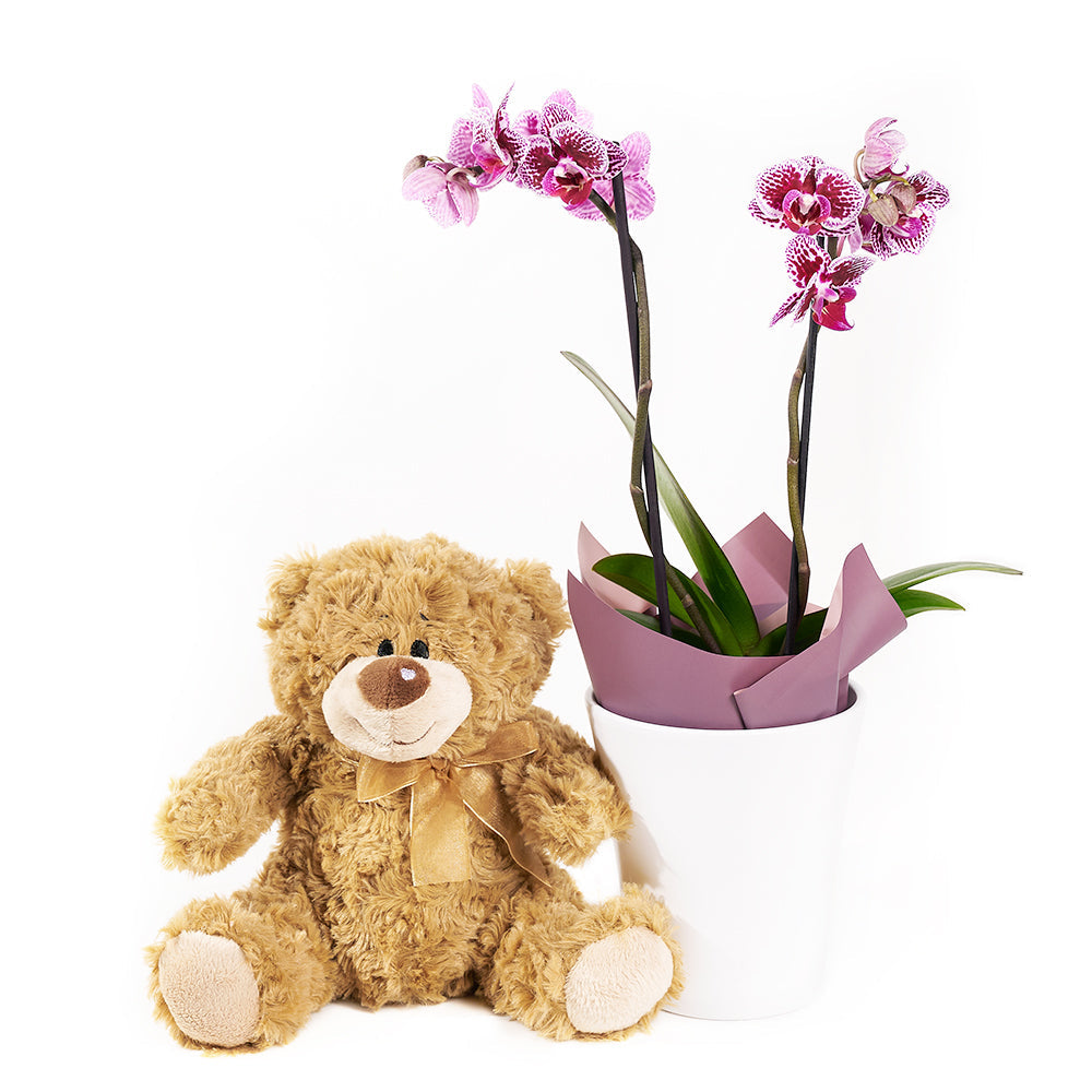 Phalaenopsis Orchid Duo with Plush Bear – how the gift is presented