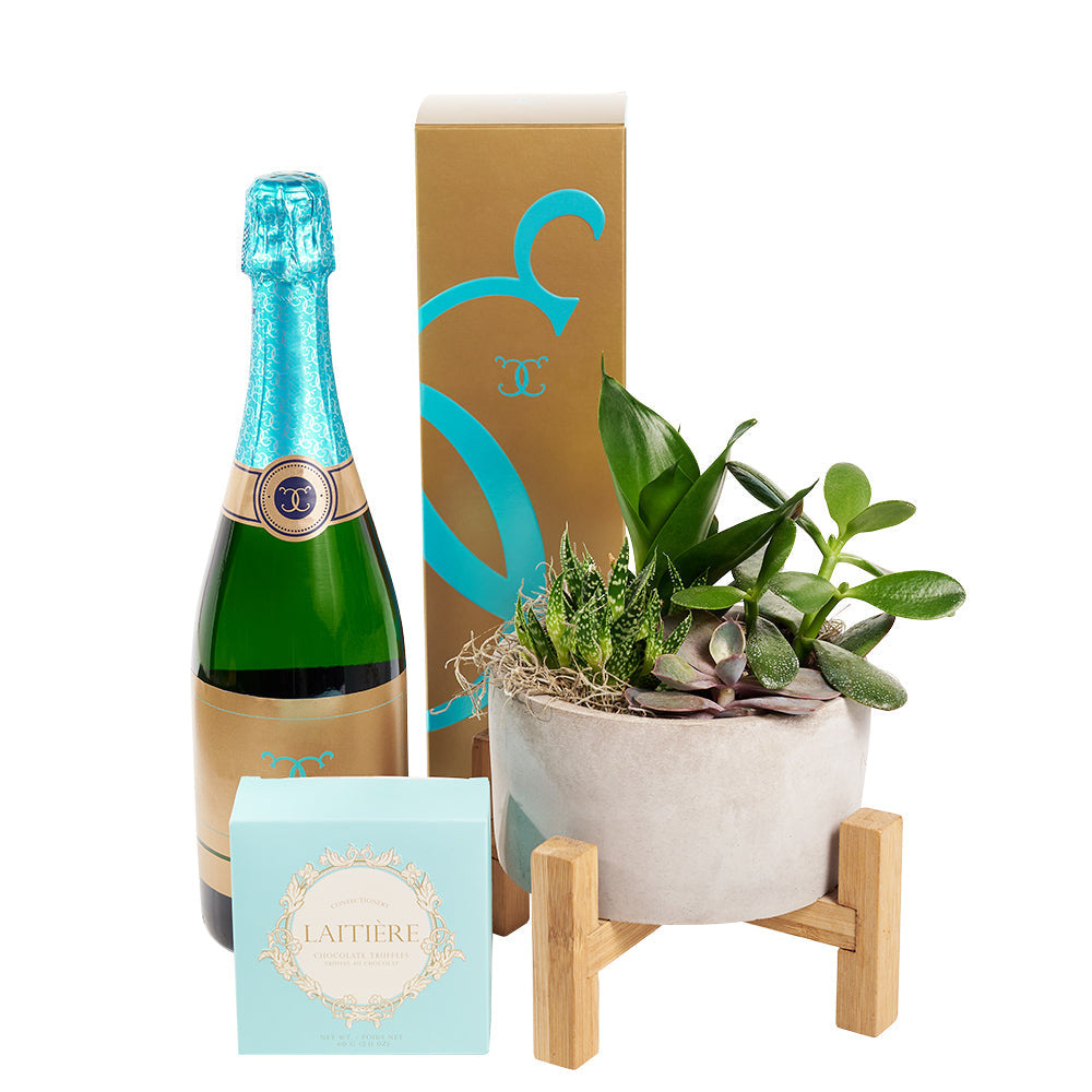 Sparkling Wine with Succulent Planter – how the gift is presented