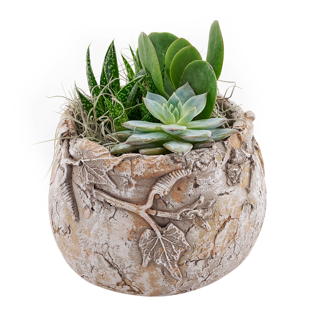 Modern Succulent Garden in Decorative Pot – how the gift is presented