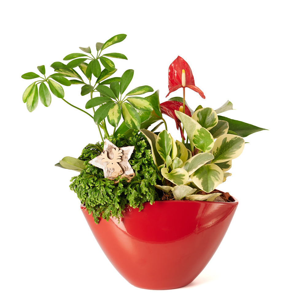 Winter Plant Red Planter – how the gift is presented