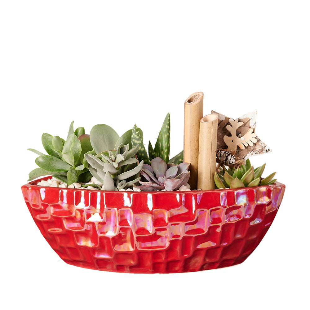 Potted Christmas Plant Arrangement, Vancouver – how the gift is presented