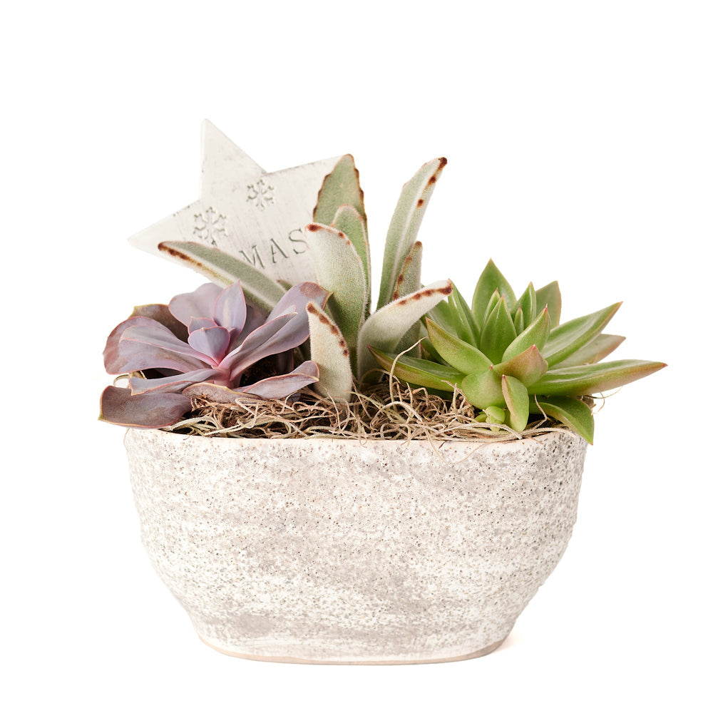 Christmas Holiday Succulent Plant Arrangement – how the gift is presented