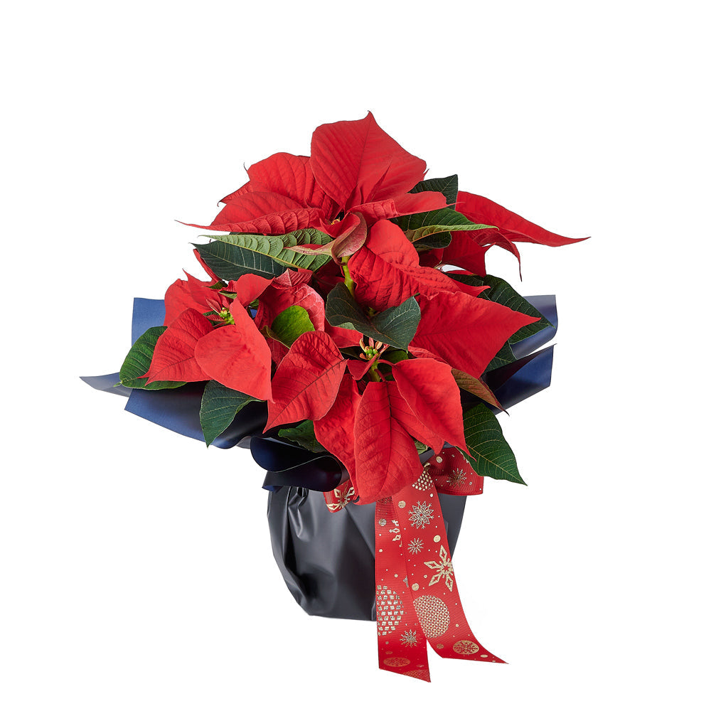Holiday Red and Green Poinsettia Planter – how the gift is presented