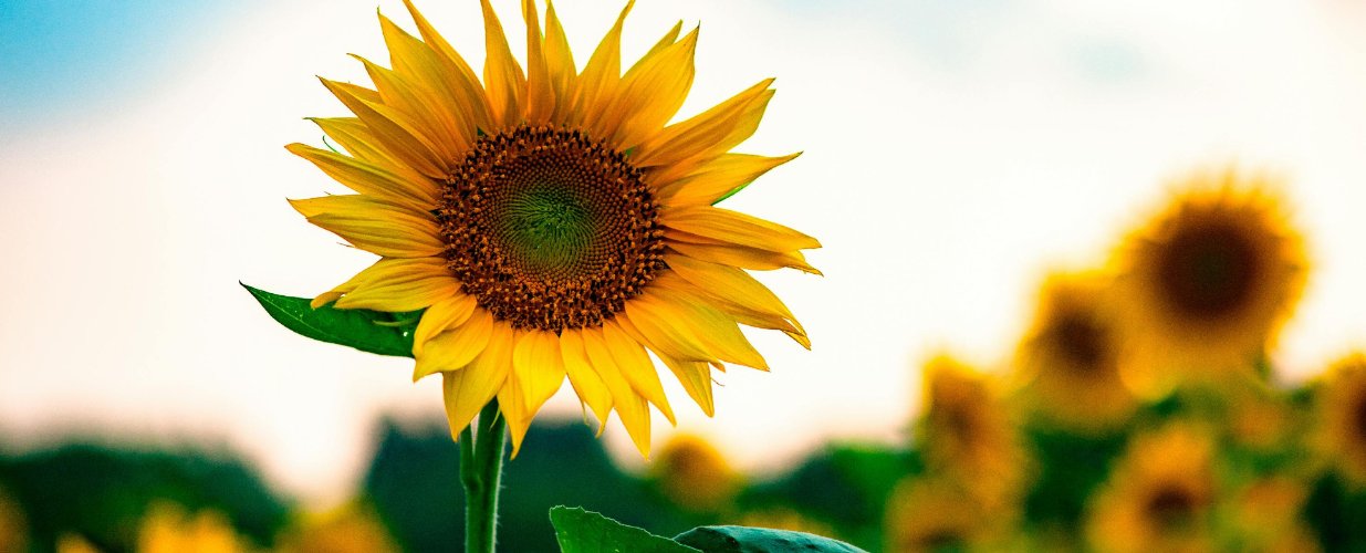 Solde d'été