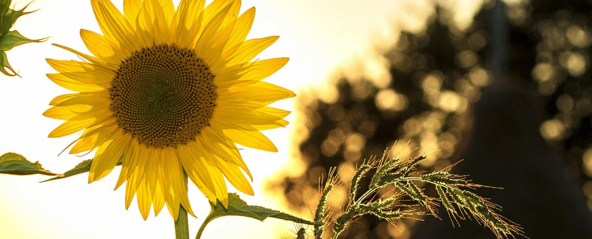 Cadeaux de fleurs d'été