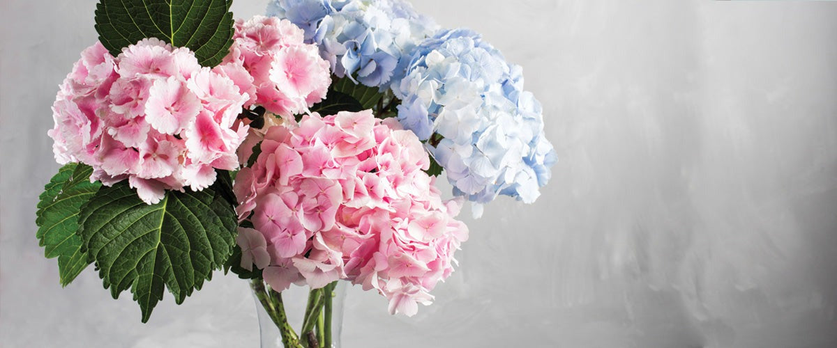 Hydrangeas Vancouver