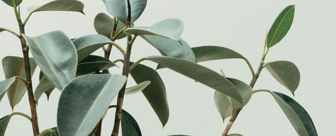 Plantes - Meilleures ventes