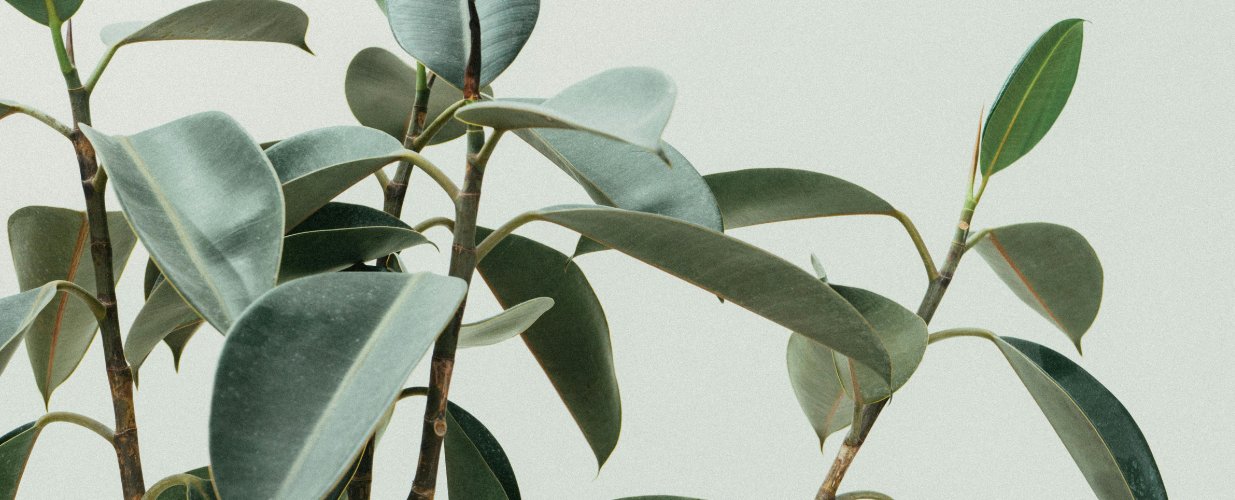 Plants - Bestsellers