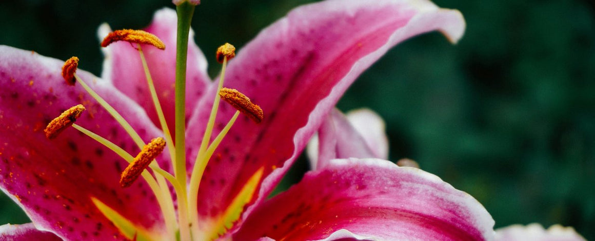 Orchidées et exotiques