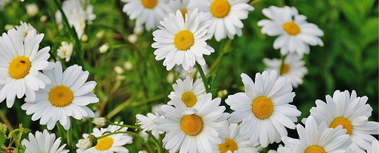 Fleurs de printemps