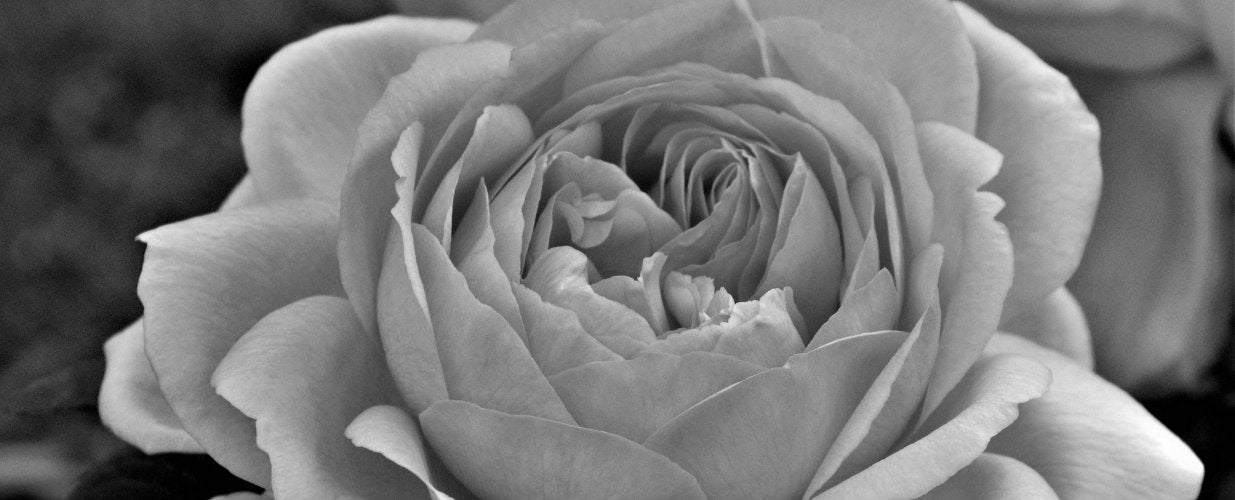Monochrome Flowers Vancouver